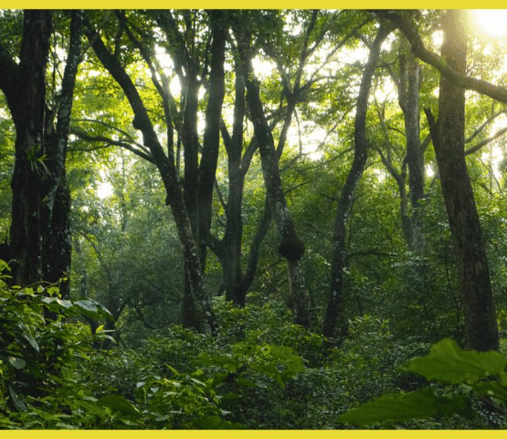 Jobs in Nepal for Agriculture and Environmental Students: Your Complete Career Guide 2025