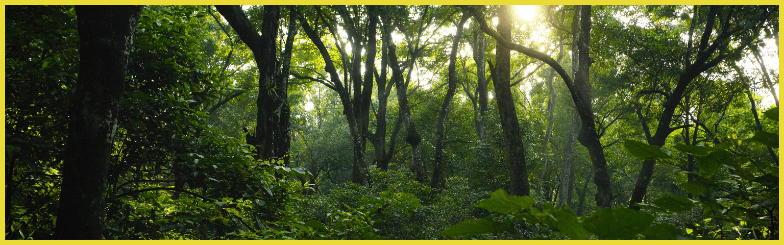 job vacancy for forestry and environement science in nepal